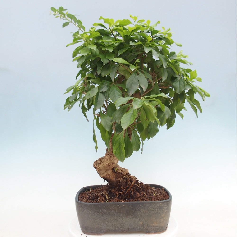 Bonsai pokojowe - Duranta repens -Duranta