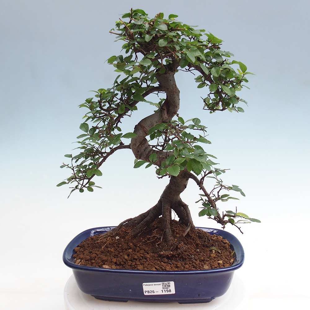 Pokój bonsai - Ulmus parvifolia - Wiąz drobnolistny