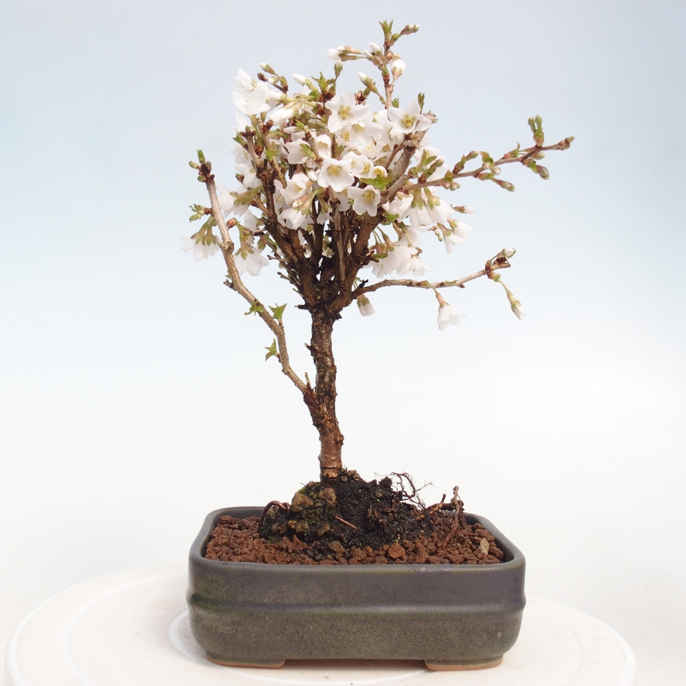 Outdoor bonsai - Prunus incisa Kojou-no mai-Plivon wycięty