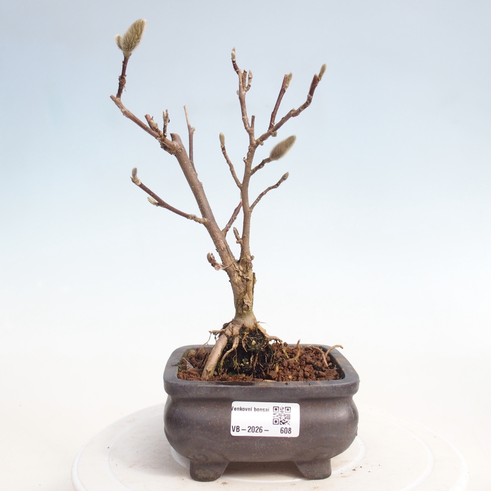 Bonsai na zewnątrz - Magnolia stellata