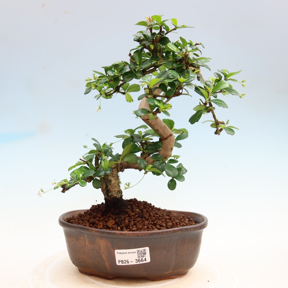 Bonsai pokojowe - Carmona macrophylla - Tea fuki