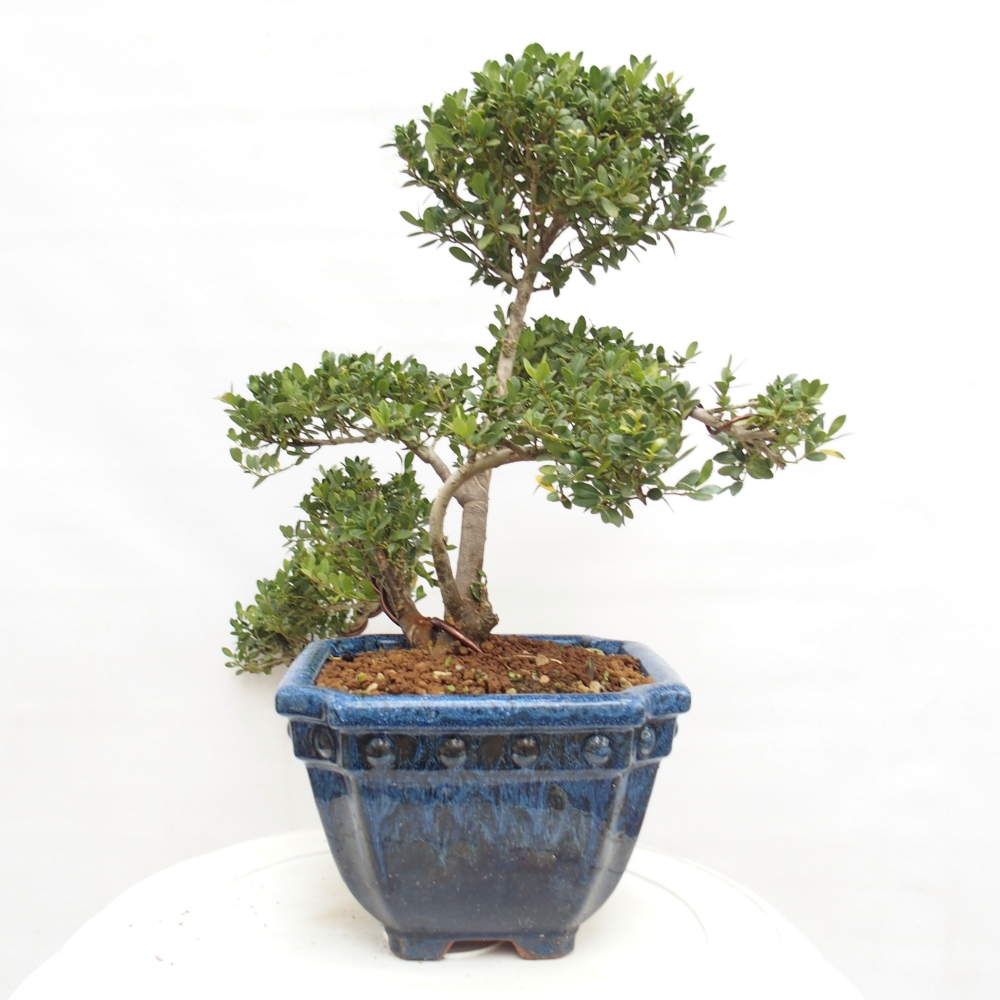 Kryty bonsai - Ilex crenata - Holly