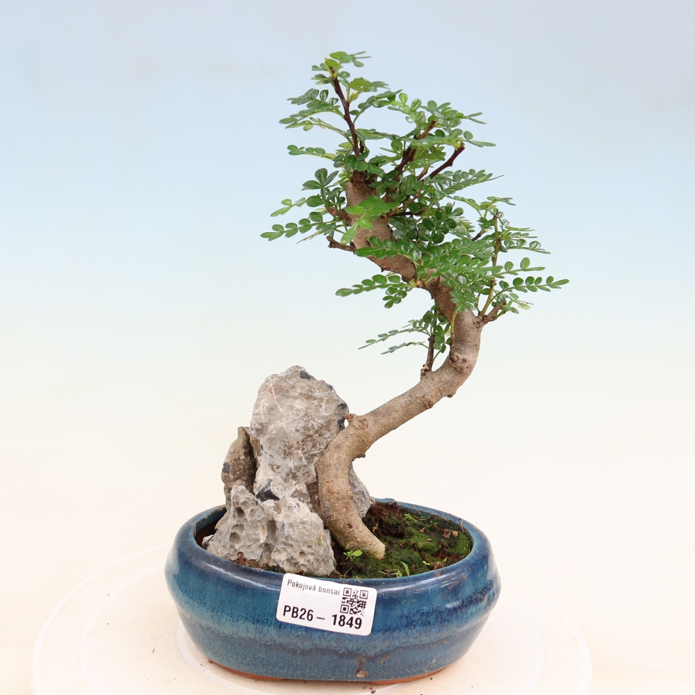 Pokój bonsai - Zantoxylum piperitum - drzewo pieprzowe