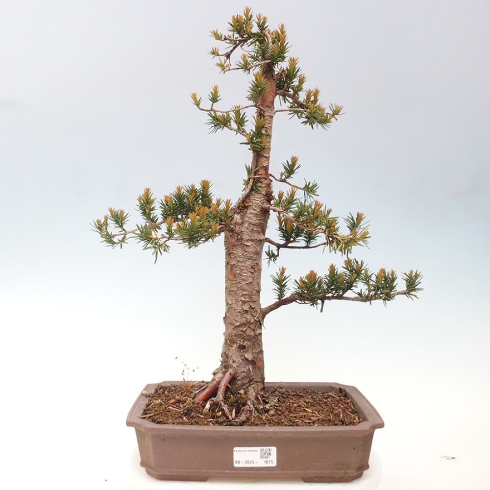 Bonsai na zewnątrz - Taxus cuspidata - cis japoński