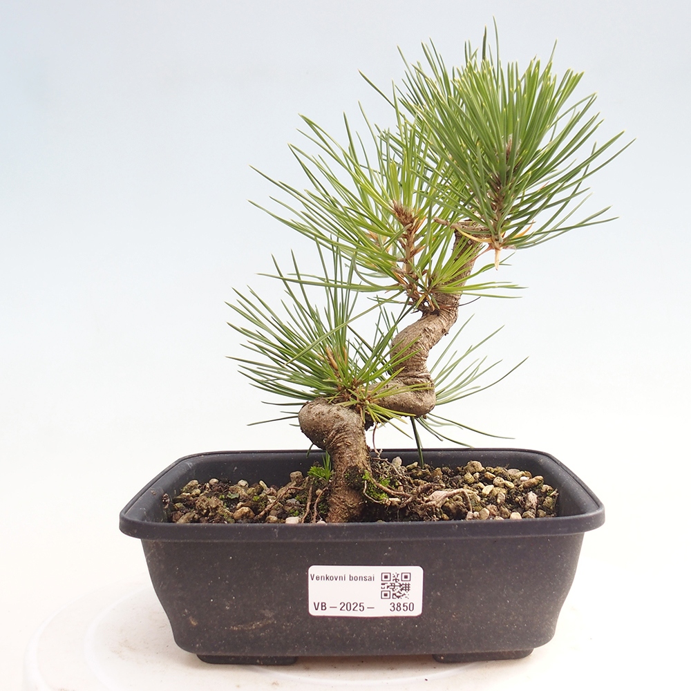 Outdoor bonsai - Pinus thunbergii - sosna Thunberga