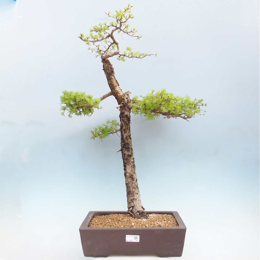Bonsai zewnętrzne - Larix decidua - Modrzew