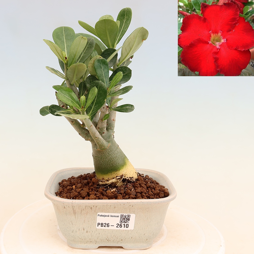 Bonsai pokojowe – Adenium obesum Red Star – Róża pustynna