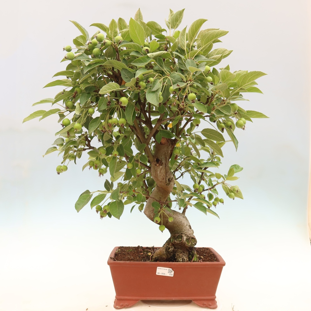 Outdoor bonsai - Malus halliana - Jabłoń drobnoowocowa