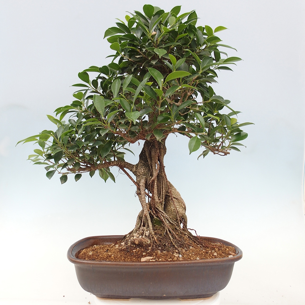 Bonsai pokojowe - Ficus kimmen - figowiec drobnolistny - WYŁĄCZNIE ODBIÓR OSOBISTY lub transport paletowy