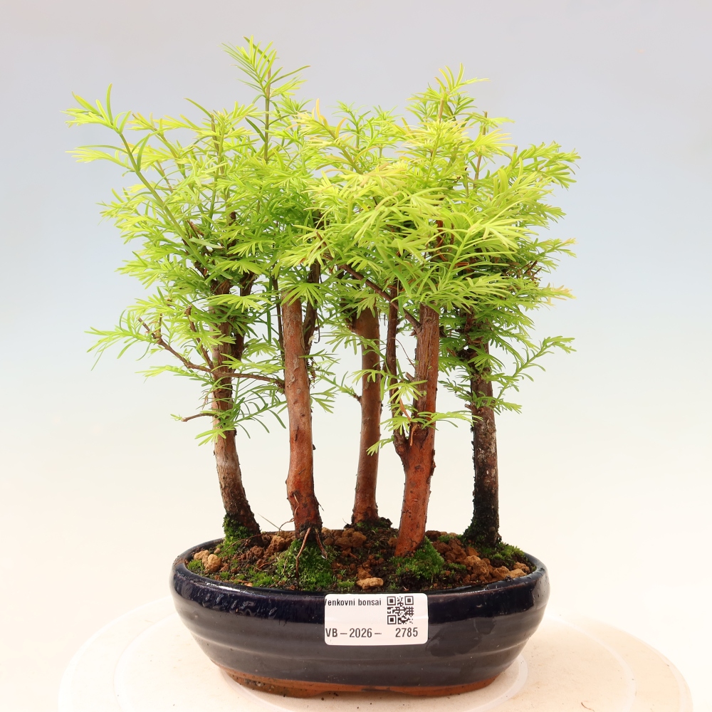 Bonsai ogrodowe – Metasequoia glyptostroboides – metasekwoja chińska – zagajnik