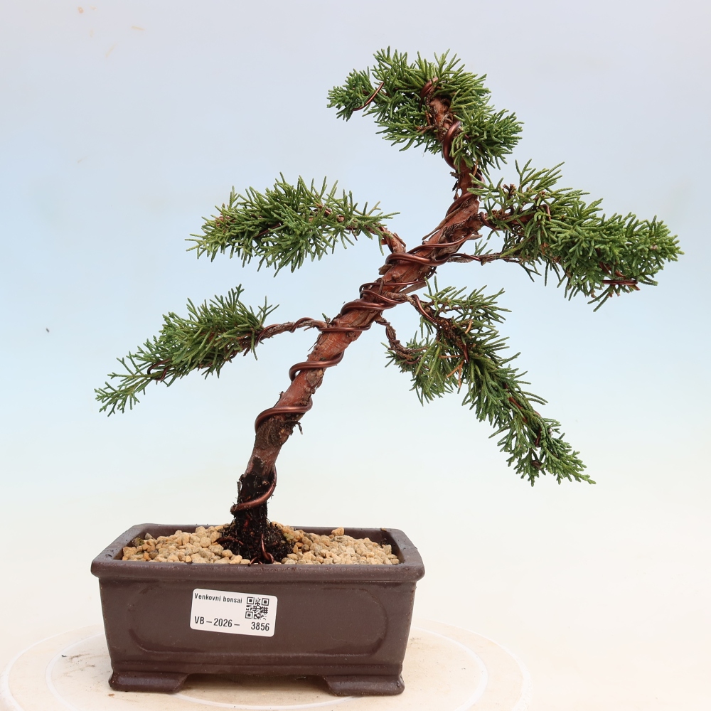 Outdoor bonsai - Juniperus chinensis Kishu