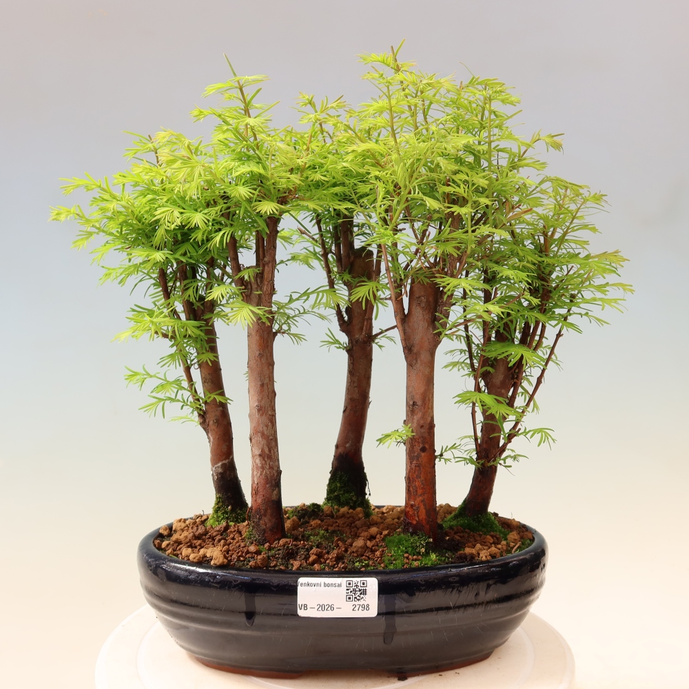Bonsai ogrodowe – Metasequoia glyptostroboides – metasekwoja chińska – zagajnik