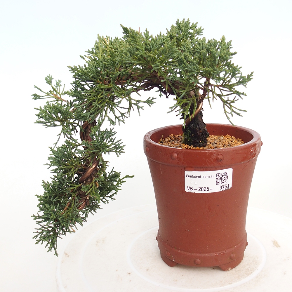 Outdoor bonsai - Juniperus chinensis Kishu