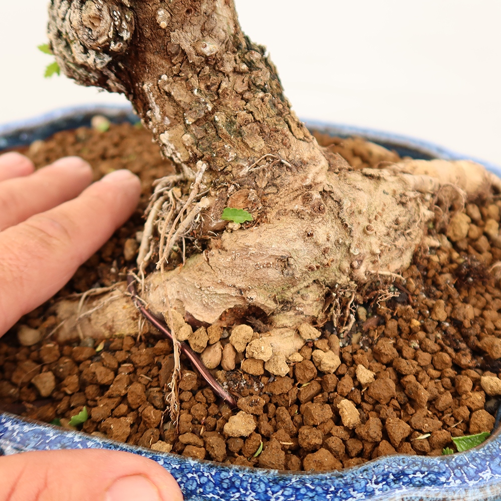 Bonsai na świeżym powietrzu - Zelkova - Zelkova NIRE
