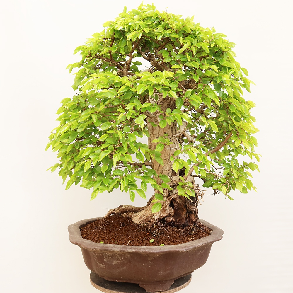 Bonsai plenerowe - Carpinus Coreana - grab koreański