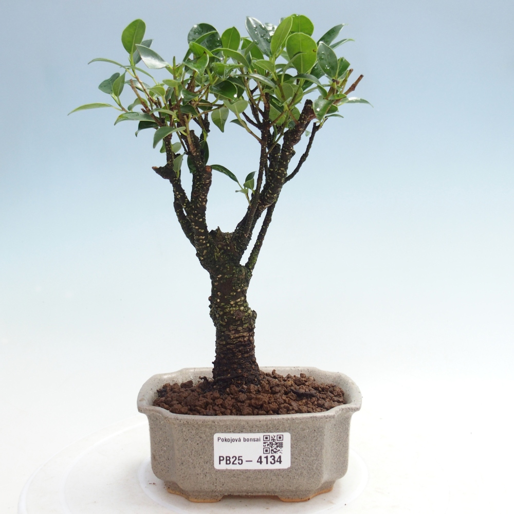 Pokój bonsai Ficus retusa kimmen