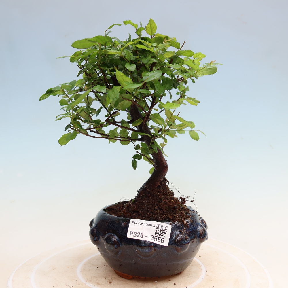 Bonsai pokojowe - Sageretia thea - Sageretia thea