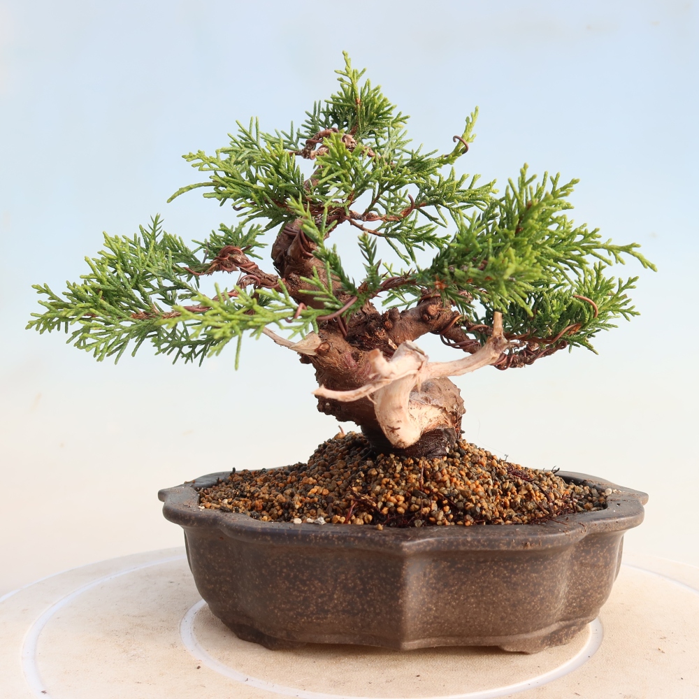 Outdoor bonsai - Juniperus chinensis Itoigawa - Jałowiec chiński