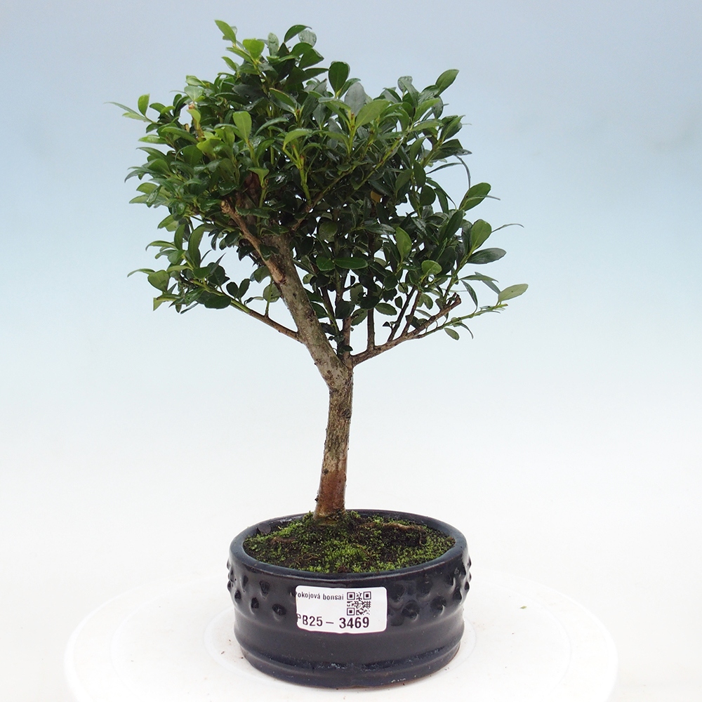 Pokój bonsai - Ilex crenata - Ostrokrzew