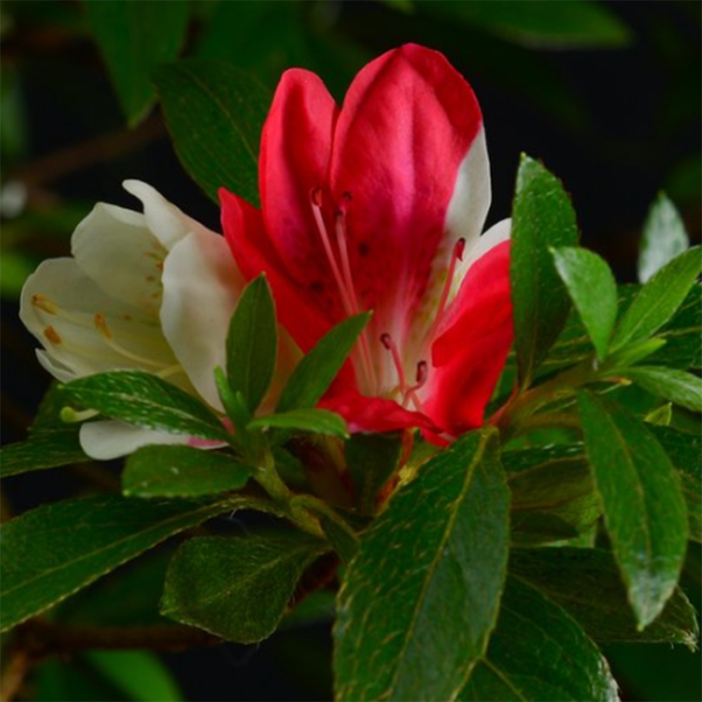 Bonsai zewnętrzne - Azalia japońska - Azalia Senhime