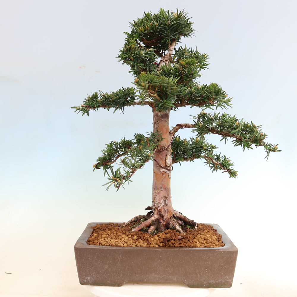 Bonsai ogrodowe – Taxus cuspidata – cis japoński