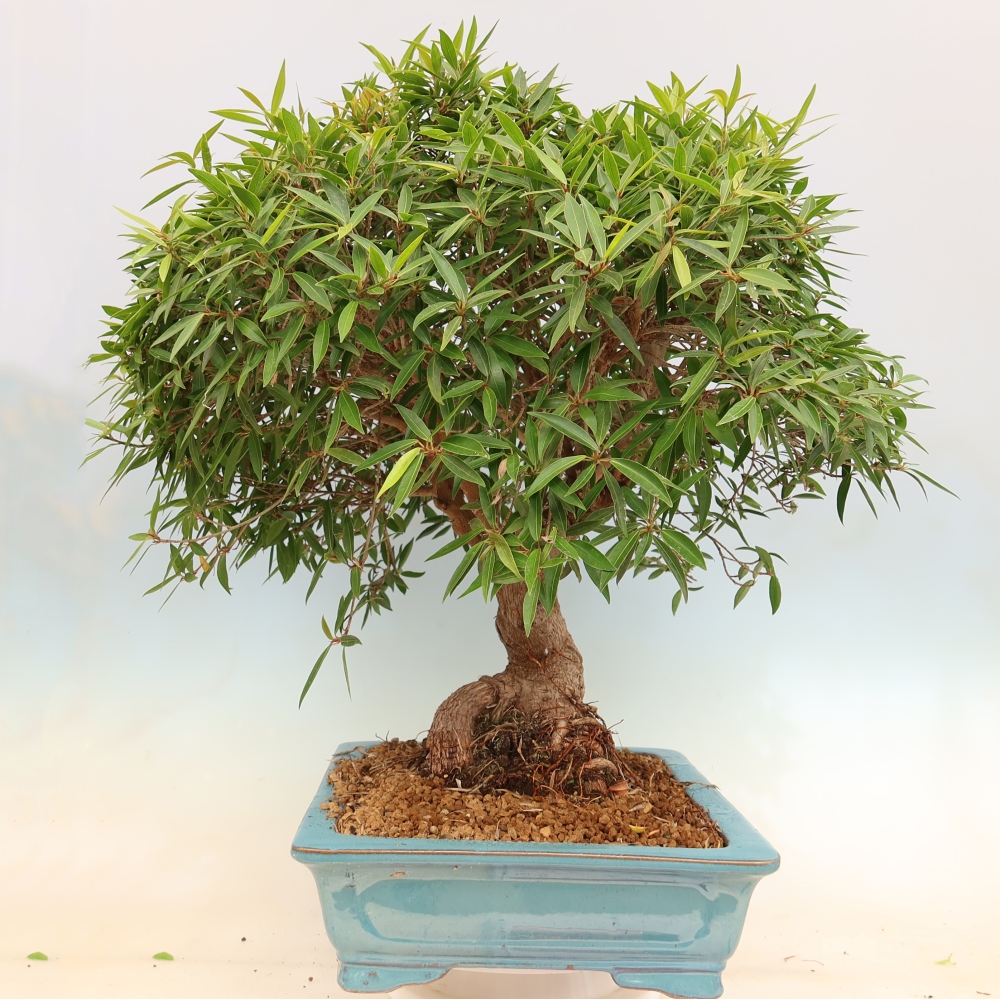 Pokój bonsai - Ficus nerifolia - figowiec drobnolistny