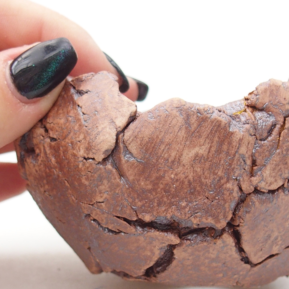 Muszla ceramiczna 9 x 9 x 5,5 cm, kolor brązowy