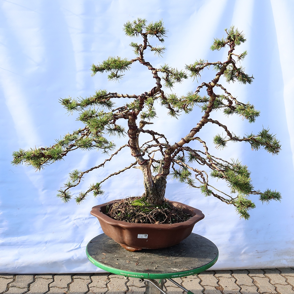 Pinus sylvestris Hiszpania – sosna zwyczajna
