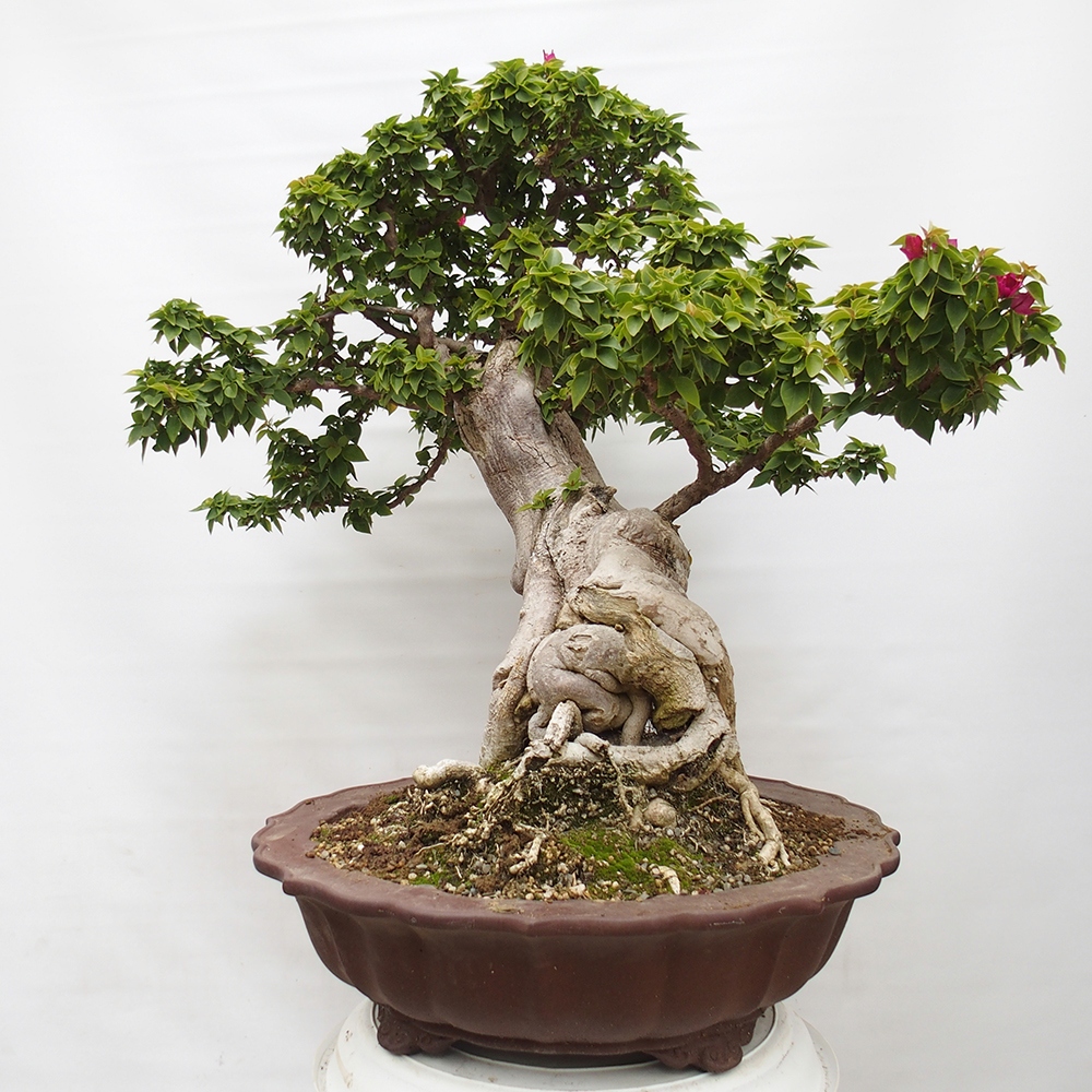 Kryte bonsai - Bouganwilea