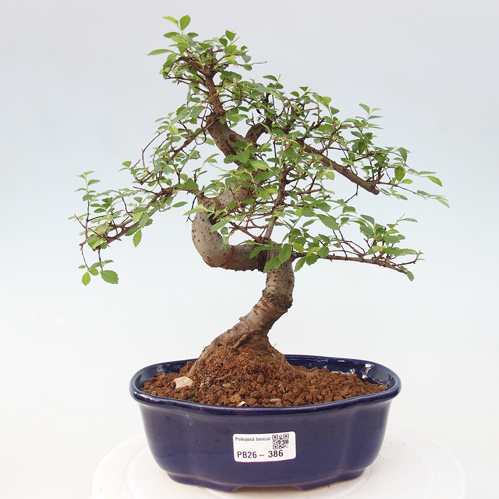 Pokój bonsai - Ulmus parvifolia - Wiąz drobnolistny