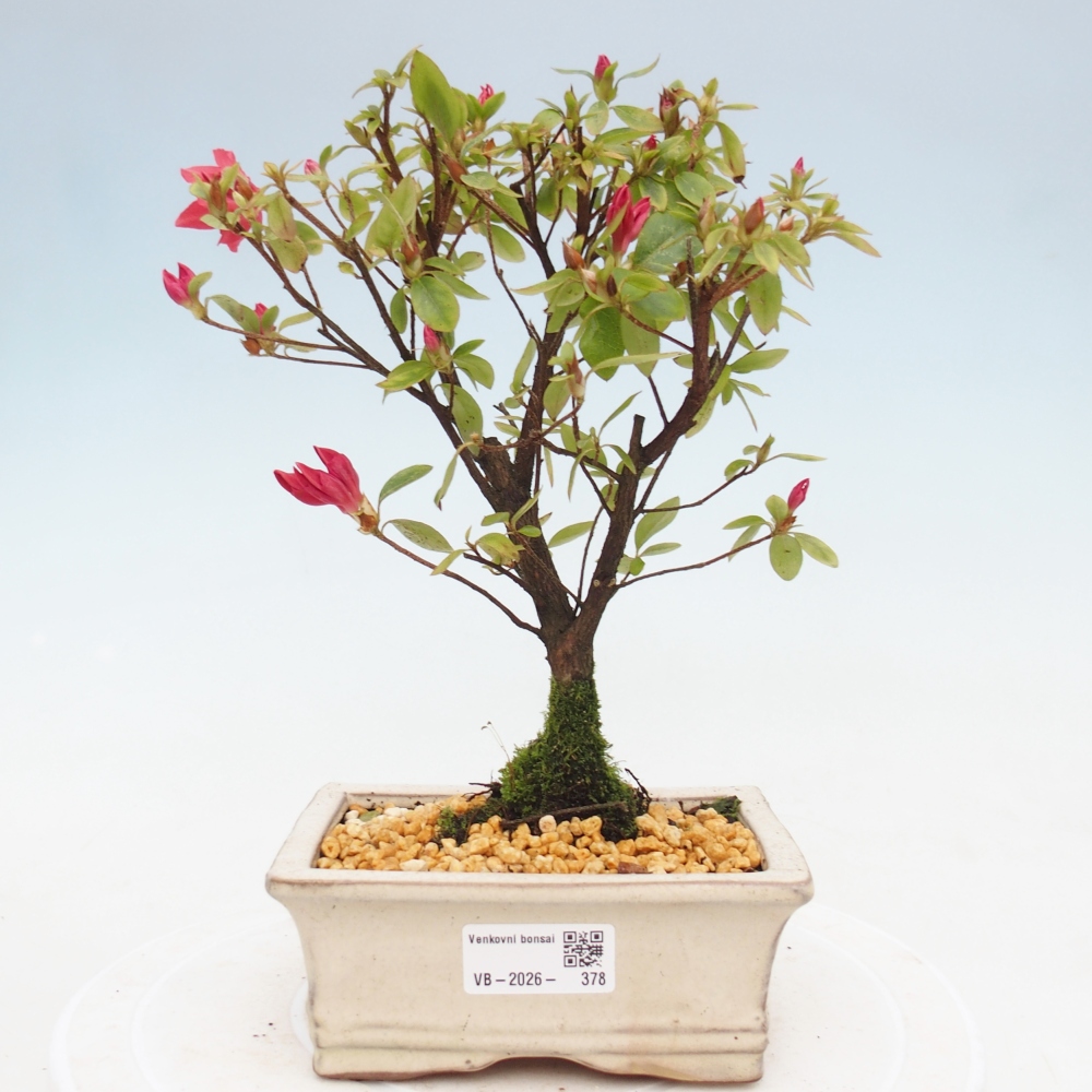 Outdoor bonsai - Azalia japońska - Azalea sp.