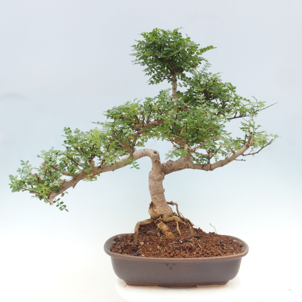 Bonsai do wnętrz - Zantoxylum piperitum - Mięta pieprzowa