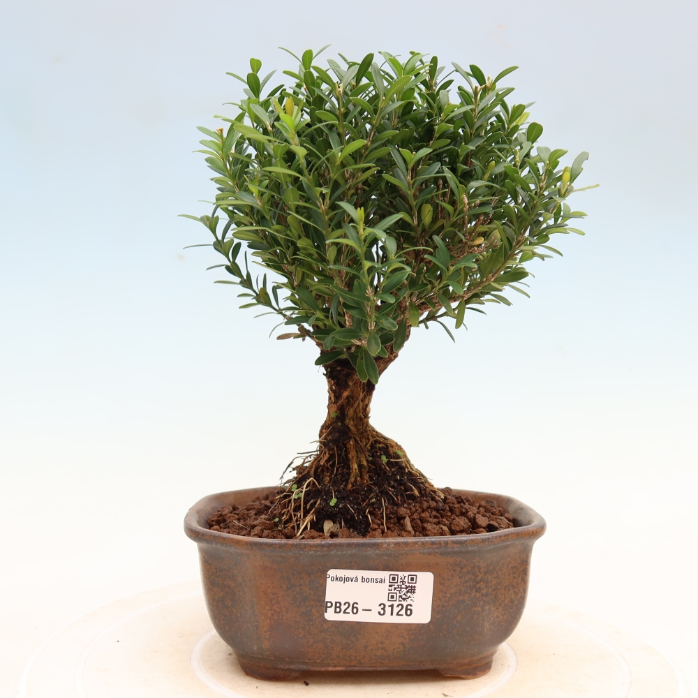 Pokój bonsai - Buxus harlandii - buxus korkowy