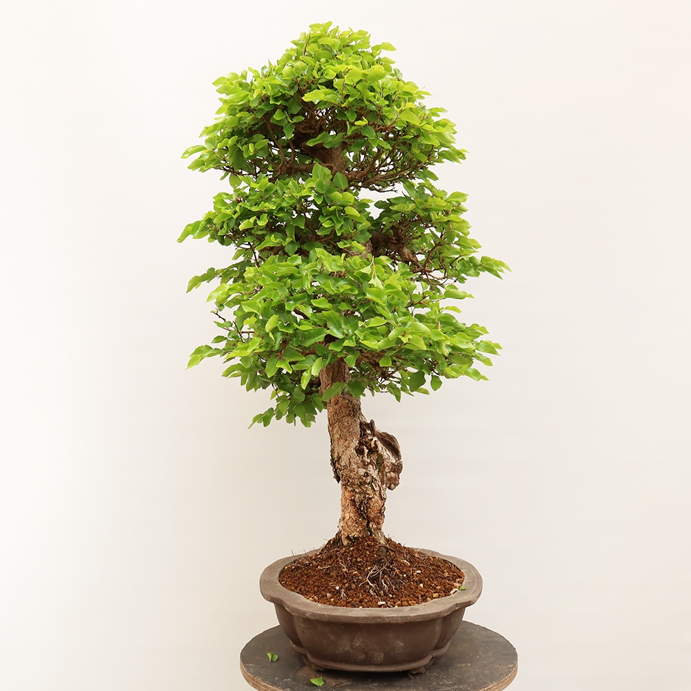 Bonsai plenerowe - Carpinus Coreana - grab koreański