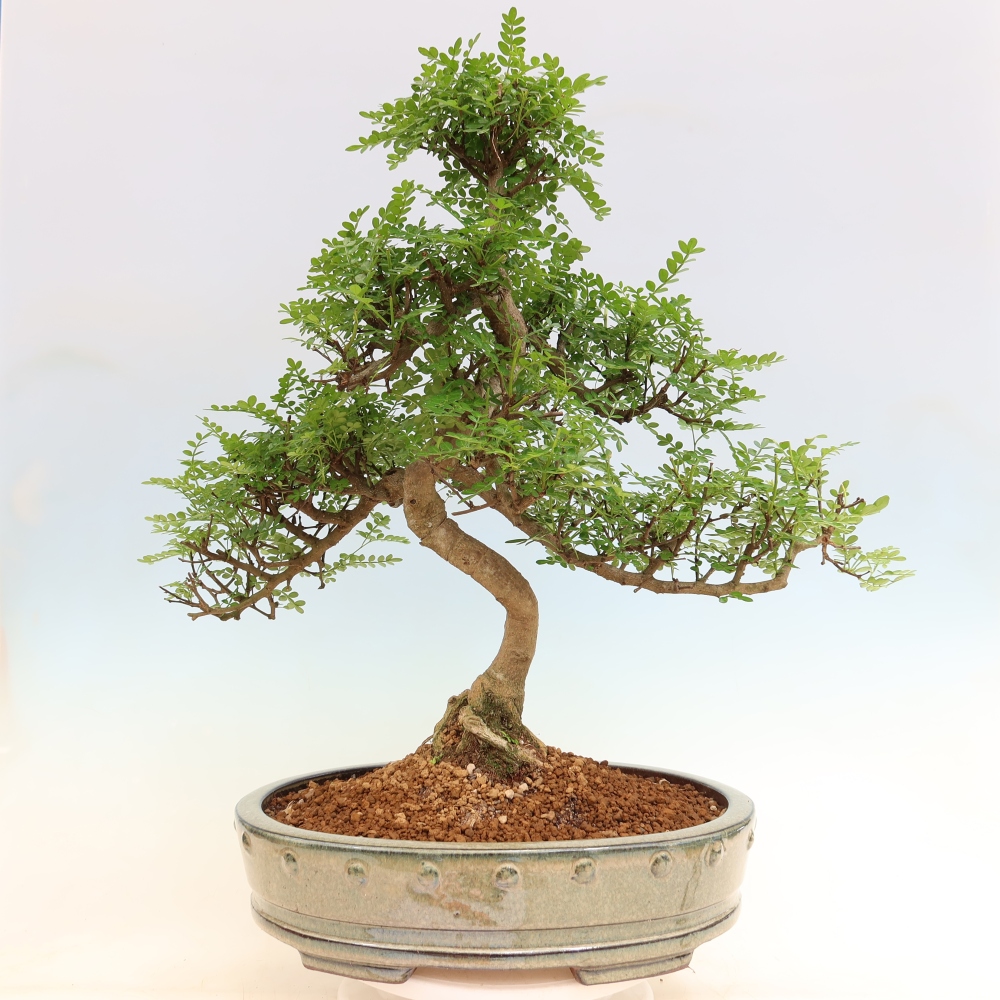 Pokój bonsai - Zantoxylum piperitum - drzewo pieprzowe