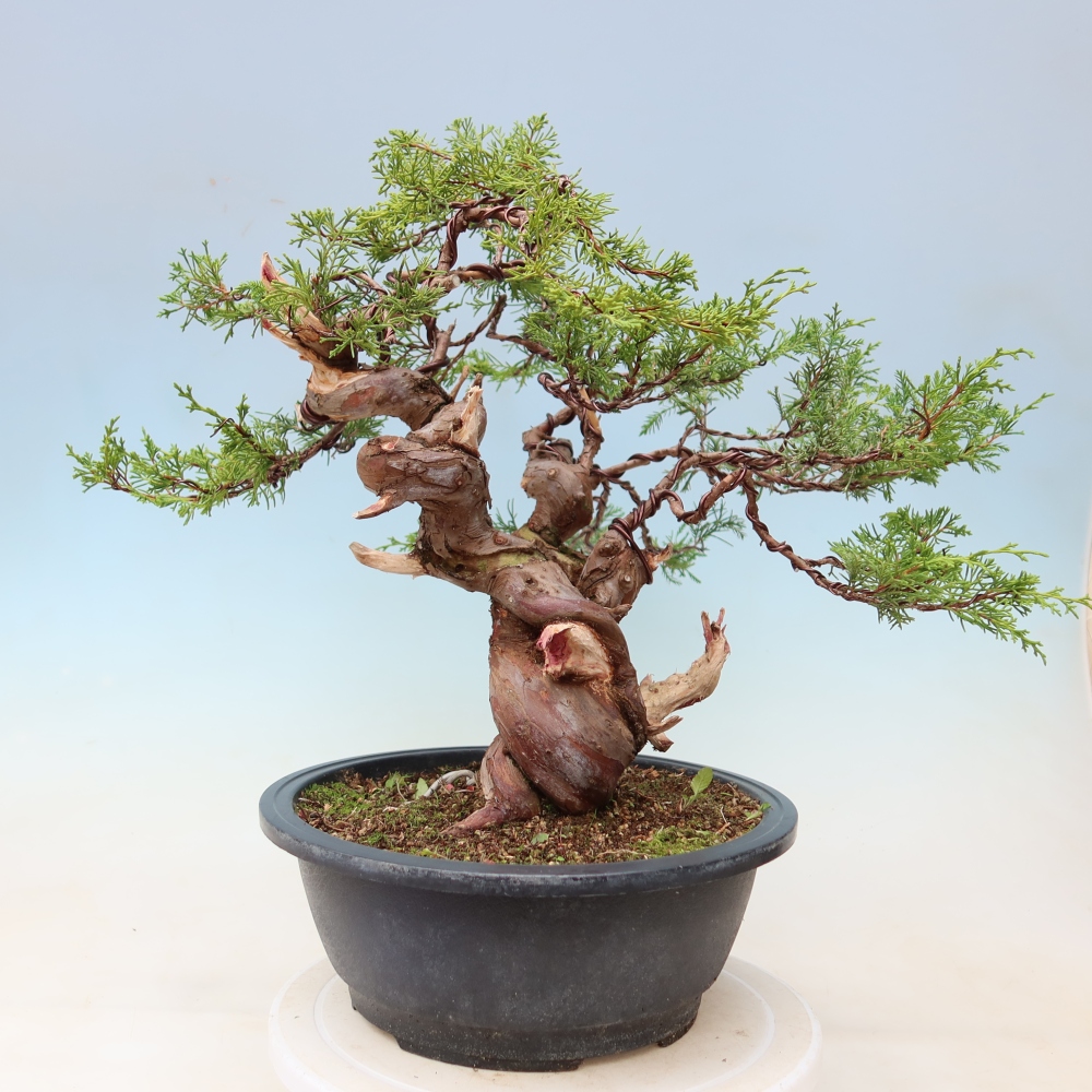Bonsai ogrodowe – Juniperus chinensis Itoigawa – jałowiec chiński