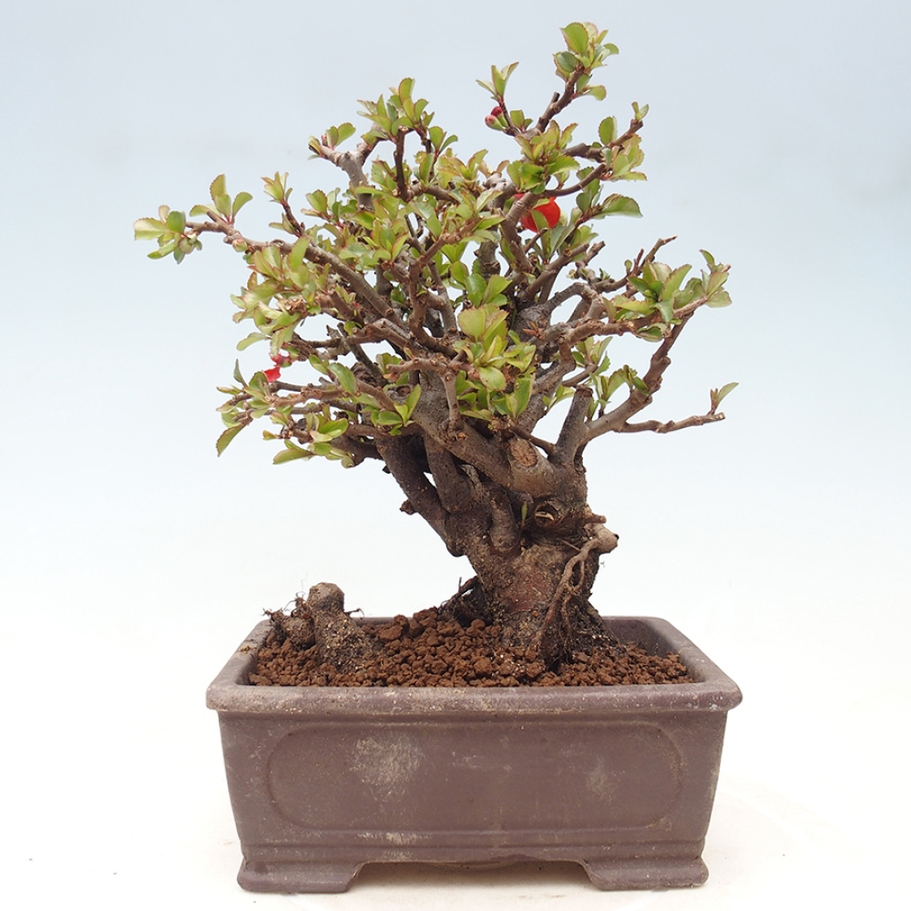 Bonsai zewnętrzne - Chaneomeles speciosa - Pigwa