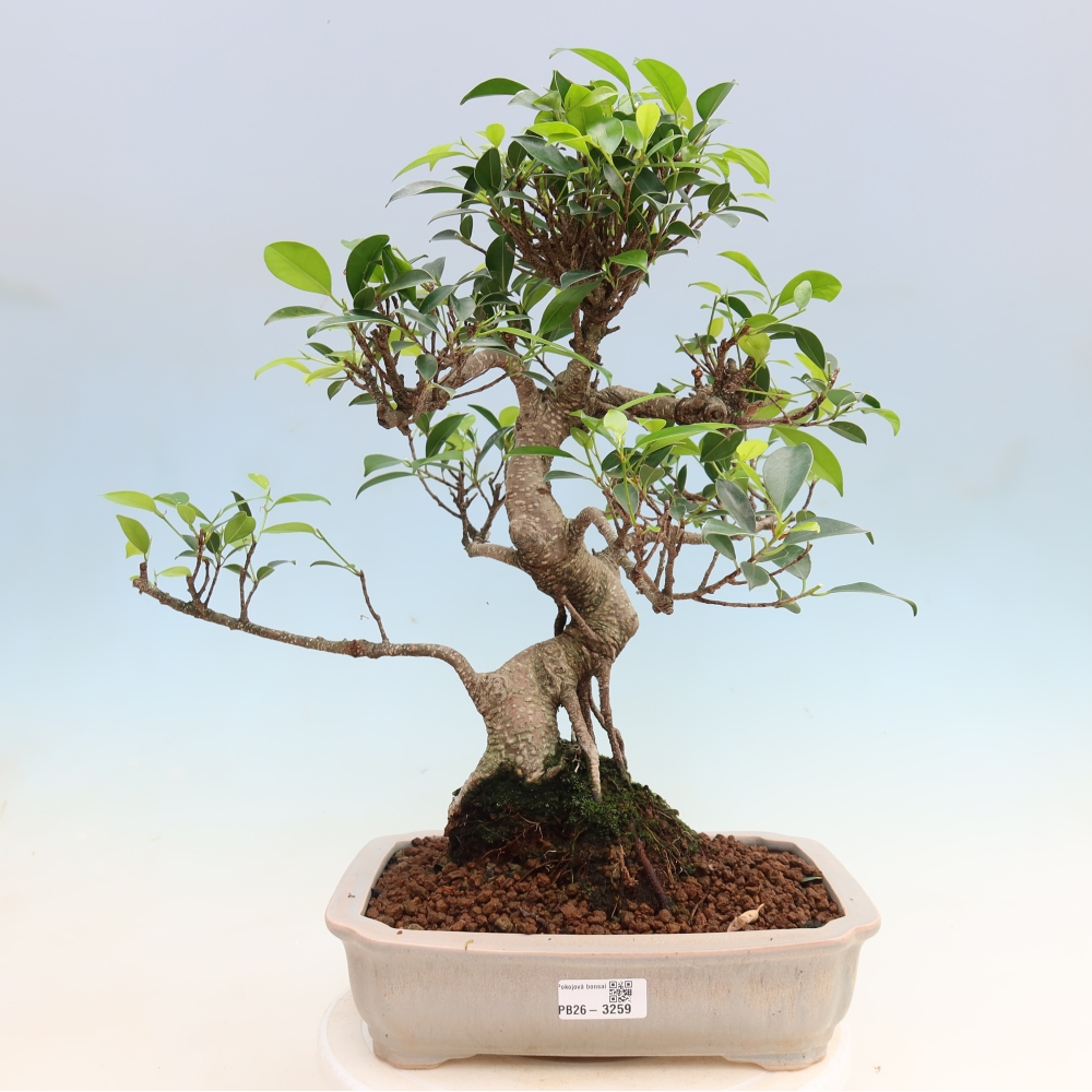 Pokój bonsai - Ficus kimmen - figowiec drobnolistny
