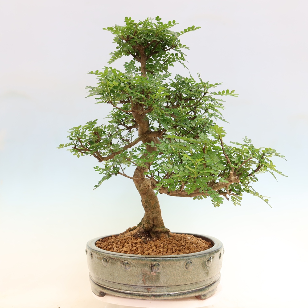 Pokój bonsai - Zantoxylum piperitum - drzewo pieprzowe