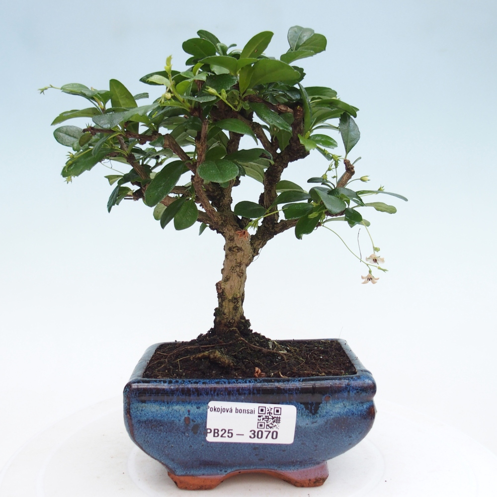 Bonsai wewnętrzne - Carmona makrophylla - Herbata Fuki