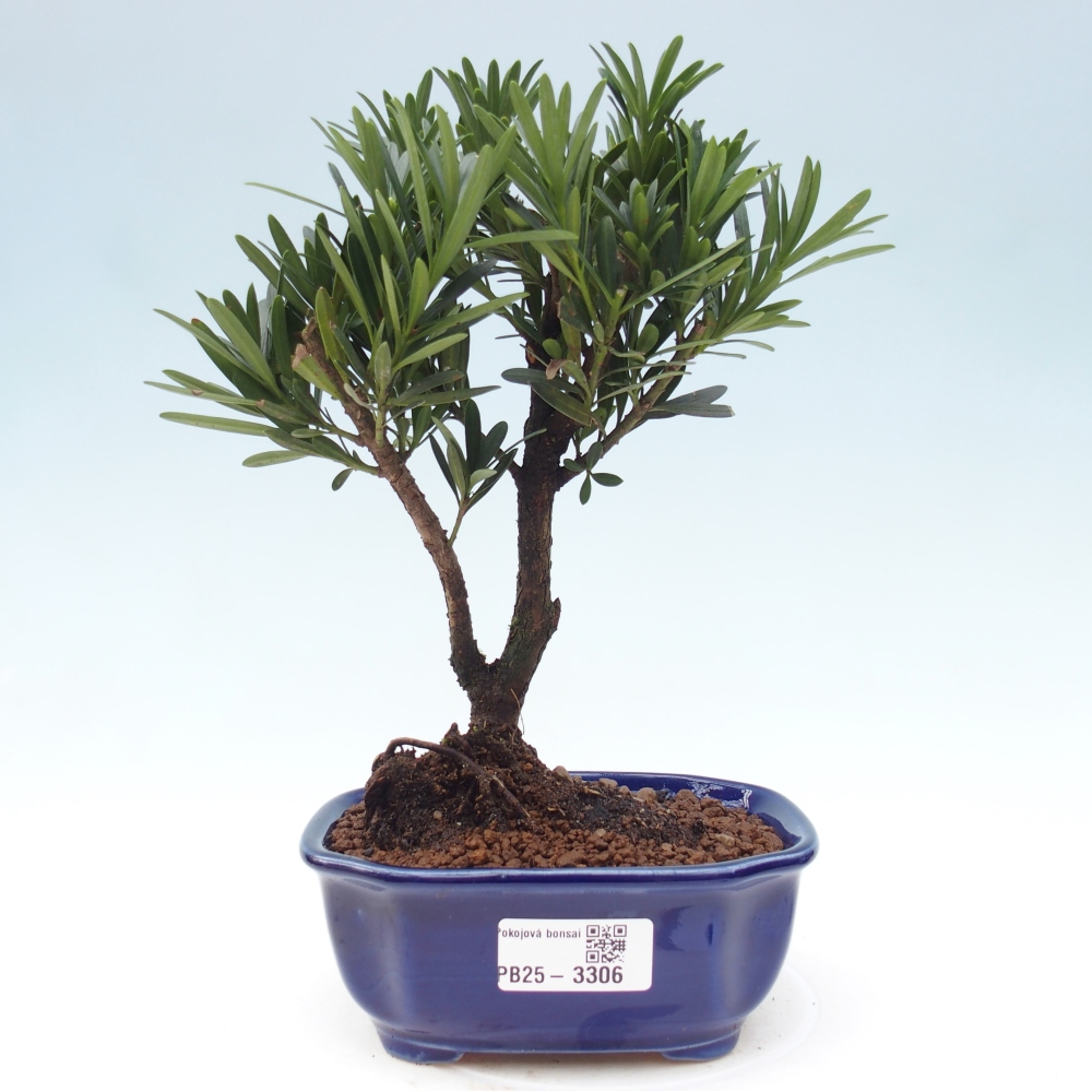 Pokój bonsai - Podocarpus - Kamienny cis