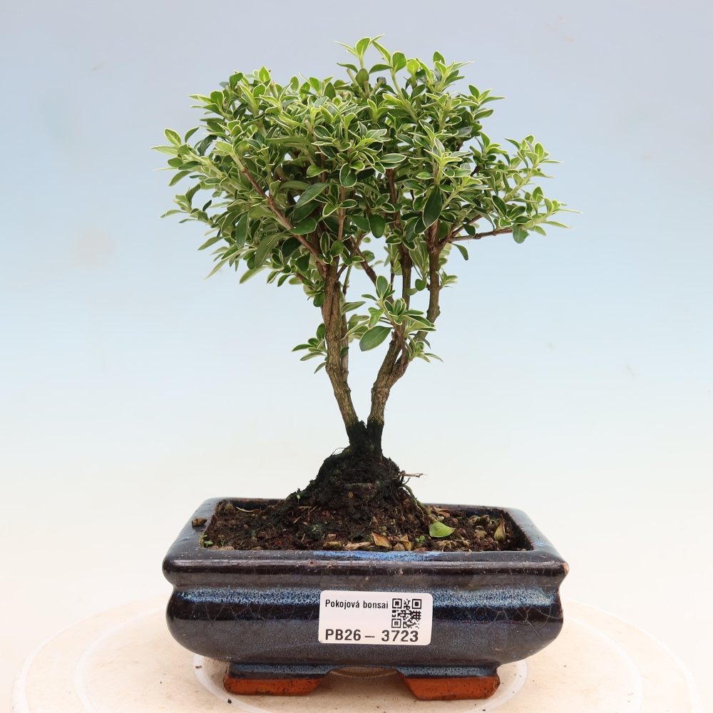 Bonsai pokojowe – Serissa foetida Variegata – Drzewo tysiąca gwiazd