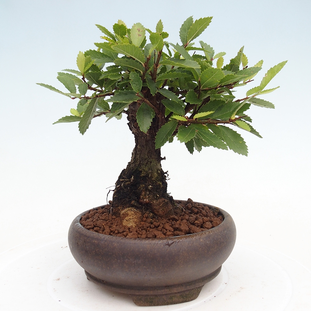 Bonsai zewnętrzne - Zelkova - Zelkova NIRE