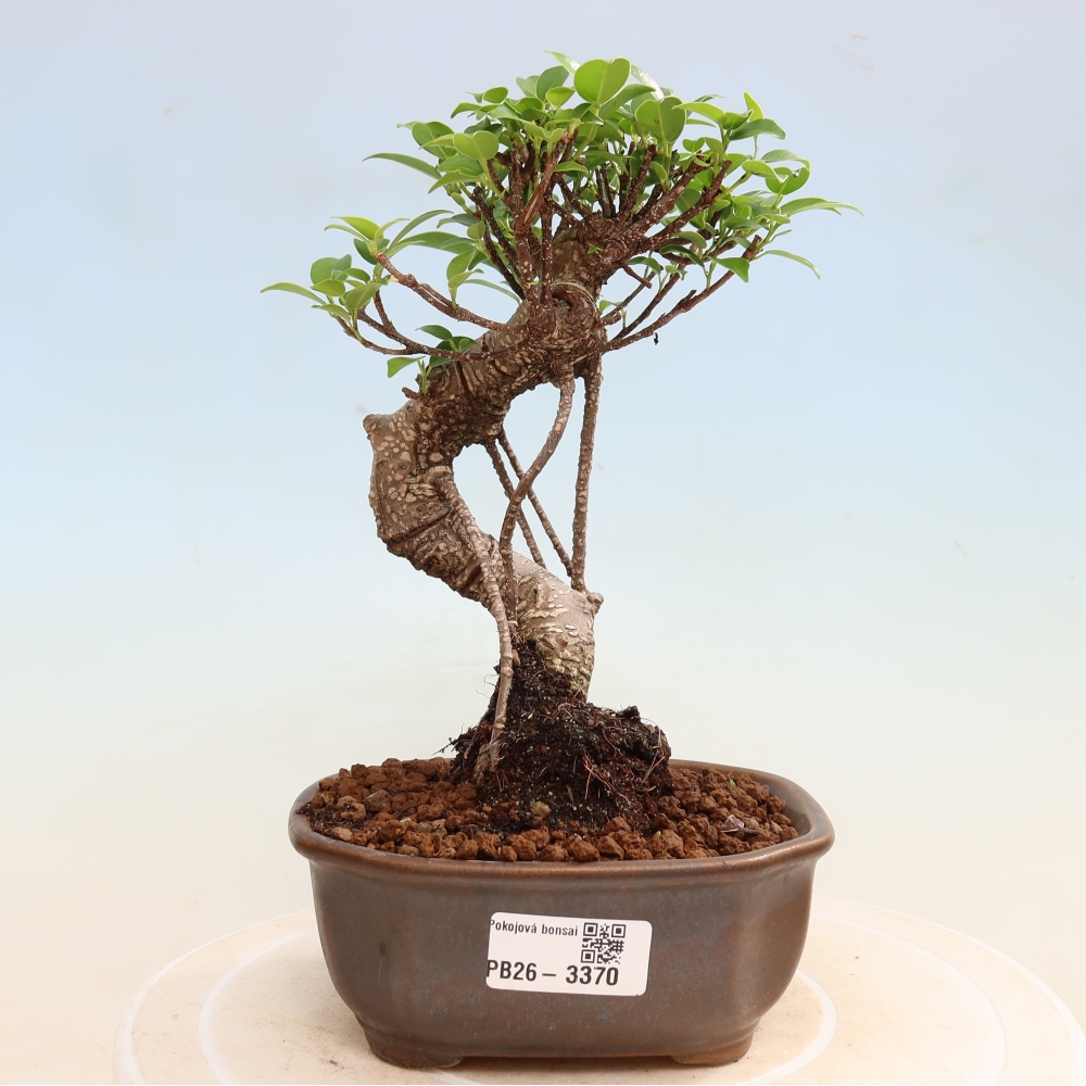 Pokój bonsai - Ficus kimmen - figowiec drobnolistny