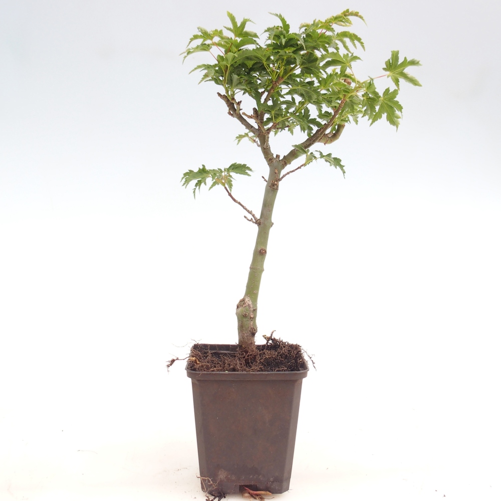 Bonsai zewnętrzne - Jawor palmowy - Acer palmatum Shishigashira w pojemniku