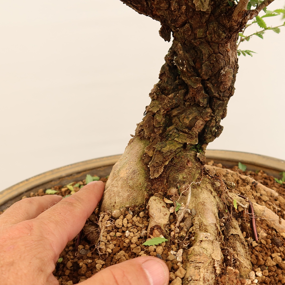Bonsai na świeżym powietrzu - Zelkova - Zelkova NIRE