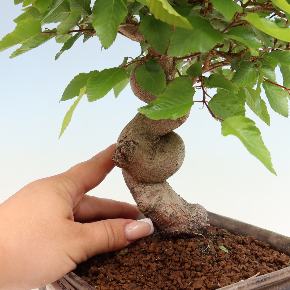 Outdoor bonsai - Carpinus coreana - grab koreański