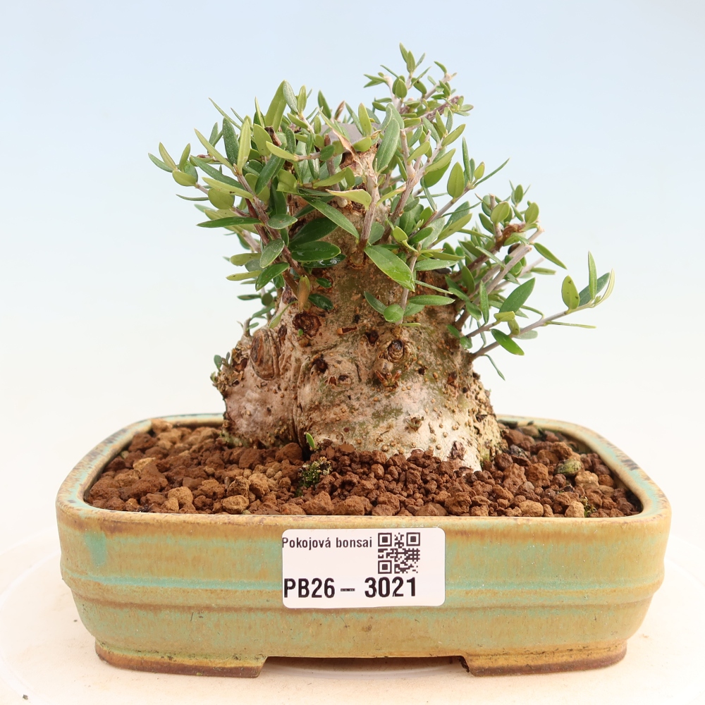 Bonsai do wnętrz - Olea europaea sylvestris