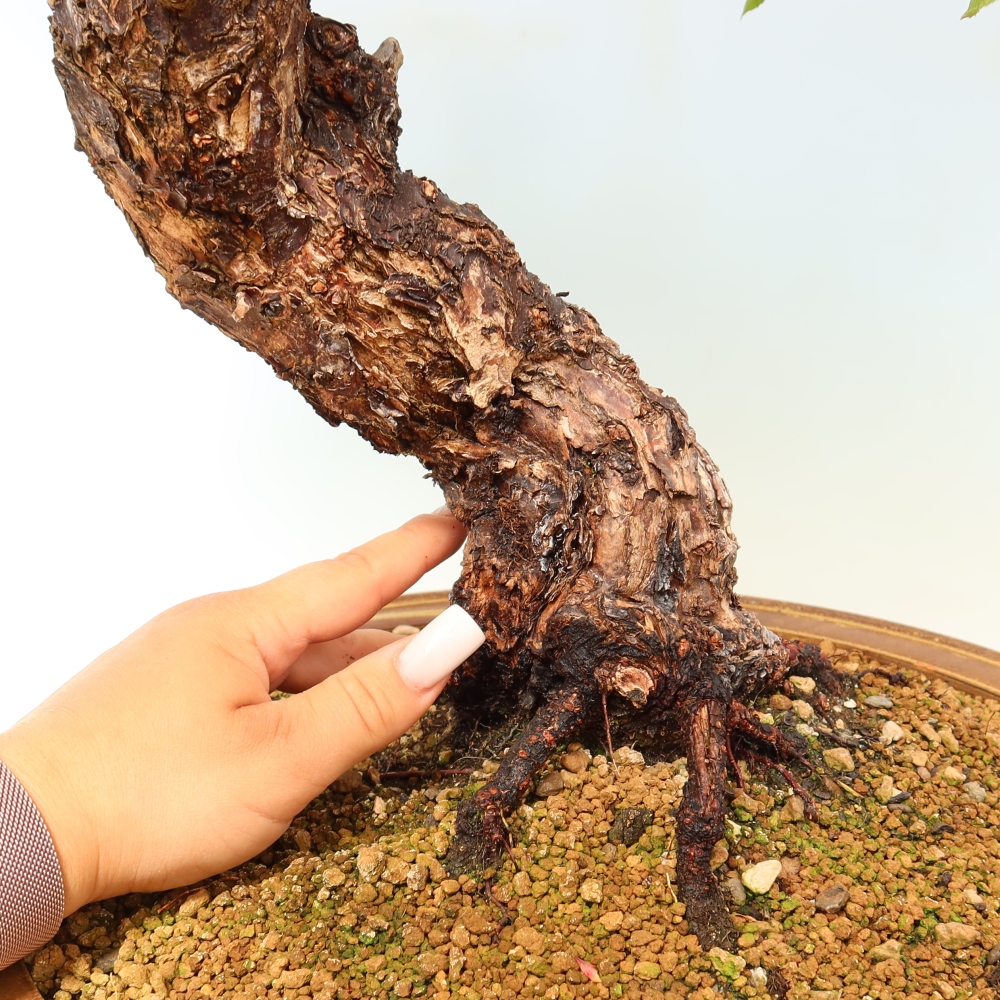 Bonsai ogrodowe – japońska śliwka – Prunus Mume