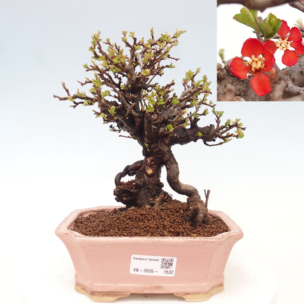 Bonsai zewnętrzne - Chaneomeles speciosa - Pigwa